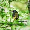 Connecticut Warbler