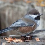 Boreal Chickadee