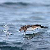 Audubon's Shearwater