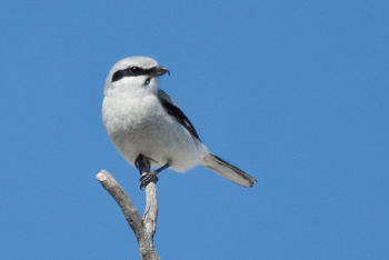 Northern Shrike