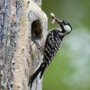 Red-cockaded Woodpecker