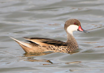 Location – McKinnon’s Pond, Antigua, February 2011