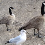On left with Canada Goose on right.
