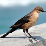 Female - Wrightsville Beach, North Carolina, US - April 30, 2012