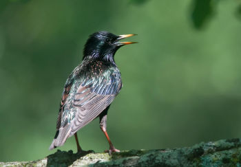 European Starling