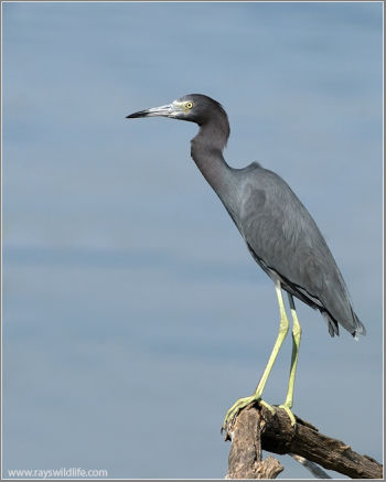 Little Blue Heron