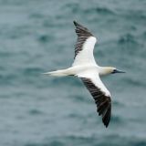 Red-footed Booby