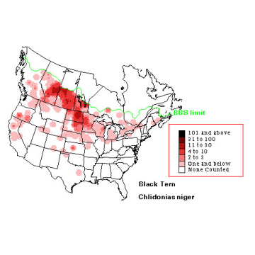 Black Tern distribution map