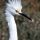 Snowy Egret