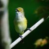 White-eyed Vireo