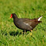 Common Moorhen