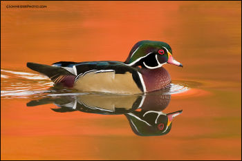 Male Wood Duck