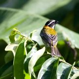 Male - Guanica Dry Forest Puerto Rico, September 17, 2011