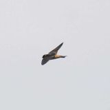 In flight over the Don Edwards Federal Wildlife Refuge, Newark, CA - June 9, 2010