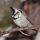 Bridled Titmouse