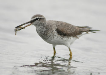 Breeding plumage - April 9.