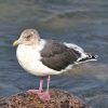 Slaty-backed Gull