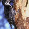 Black-backed Woodpecker