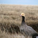 Yukon Delta NWR - head with orangeish tint