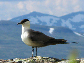 Long-tailed Jaeger