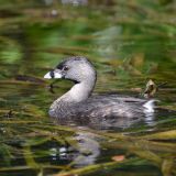 Wakulla Springs, Florida, US - September 24, 2012