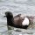 Black Guillemot