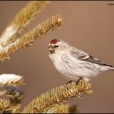 Hoary Redpoll