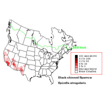 Black-chinned Sparrow distribution map