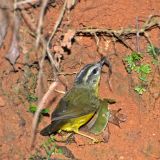 Golden-crowned Warbler