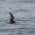 Fork-tailed Storm-Petrel
