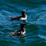 Razorbill