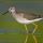 Lesser Yellowlegs