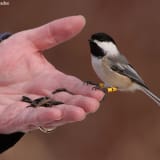 Tame and tagged Black-capped Chickadee in winter