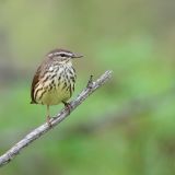 Northern Waterthrush