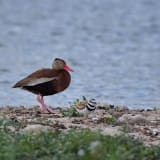 Black-bellied Whistling Duck
