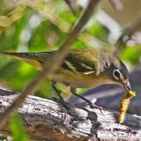 Blue-headed Vireo