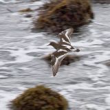 In flight