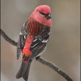 Male Pine Grosbeak