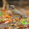 Eyebrowed Thrush