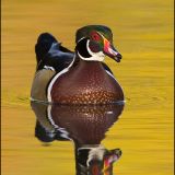 Male Wood Duck