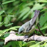 Female Cerulean Warbler