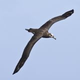 Black-footed Albaros