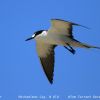 Sooty Tern