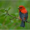 Scarlet Tanager