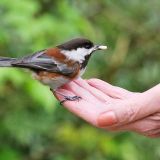 A bird in the hand.