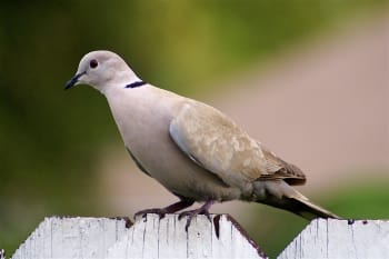 Ringed Turtle-Dove or Eurasian Collared Dove?