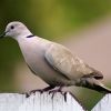 Ringed Turtle-Dove