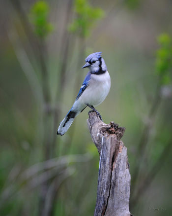 Blue Jay