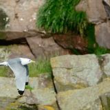 Black-legged Kittiwake in flight