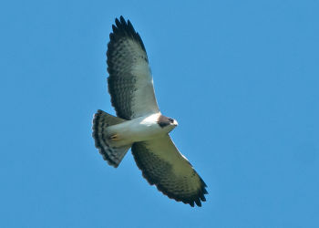 in flight - Mountain Pine Ridge Preserve